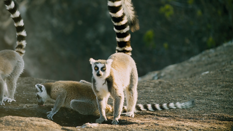 Остров лемуров: Мадагаскар