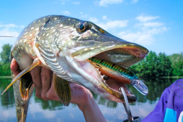 Из чего сделан спиннинг - интересные факты о составе удочки для рыбалки